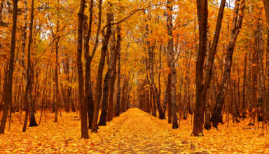 Autumn forest in deep autumn. Golden fall. Horizontal orientation. Landscape mode