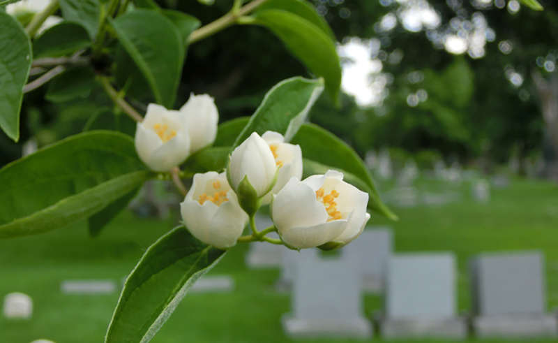 Tiny flower buds macro in cemetery with tombstones - color photo