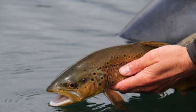 Flyfishing, catching and releasing a brown trout