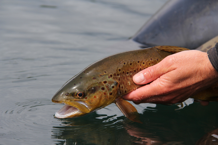 Flyfishing, catching and releasing a brown trout